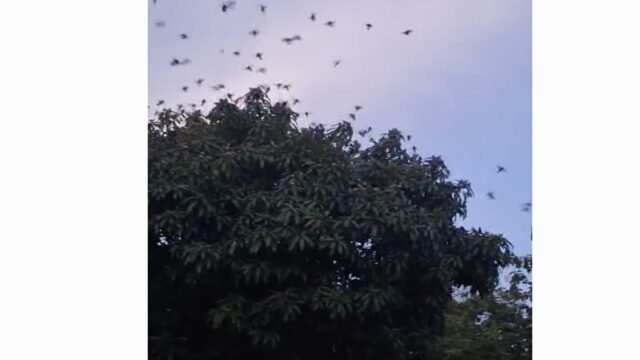 Burung-emprit-di-Cibuntu-Ciamis.jpg