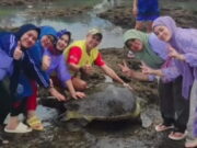 Ibu-Ibu Lepas Penyu Hijau yang Terdampar di Pantai Sindangkerta Tasikmalaya Ibu-Ibu-lepas-penyu-hijau-di-Pantai-Sindangkerta-Tasikmalaya.jpg
