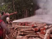Pabrik Penggergajian Kayu di Cimaragas Ciamis Kebakaran, Pemilik Rugi Rp 100 Jutaan Pabrik.jpg