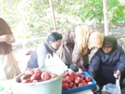 Panen Jambu Air Madu Unggulan Agrowisata Kota Banjar, Petani Cuan Melimpah Panen-Jambu-Air-Madu-Unggulan-Agrowisata-Kota-Banjar-Petani-Cuan-Melimpah.jpg
