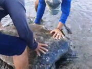 Detik-detik Penyu Hijau Terdampar di Cipatujah Tasikmalaya Diselamatkan Warga Penyu-Hijau.jpg