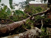 Pohon Petai Tumbang Rusak Rumah di Ciamis, Saat Kejadian Pemilik Rumah Tidur Lelap Pohon-Petai-Tumbang-Rusak-Rumah-di-Ciamis.jpg