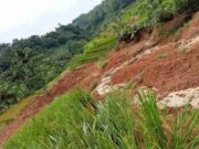 Hujan Deras, 2 Hektar Sawah Terasering di Langkaplancar Pangandaran Longsor Sawah.jpg