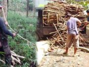 Merawat Tradisi Gotong Royong di Cigadung Kota Banjar, Ngala Suluh buat Hajatan Tradisi-Ngala-Suluh-di-Cigadung.jpg