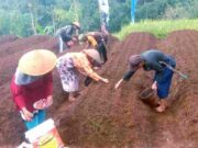 Upaya Petani Bawang Merah di Pangandaran Tingkatkan Hasil Panen petani-bawang-merah-panen.jpeg