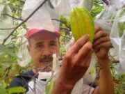 DKP3 Kota Banjar Sebut Produksi Buah Belimbing Madu Capai 305 Ton Belimbing-Madu.jpg