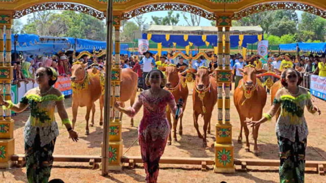 Festival-Budaya-Sapi-Sonok-Madura.jpeg