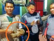 Gardu Listrik di Sindangsari Ciamis Meledak gegara Hewan Ini Garudu-Listrik-Meledak.jpeg
