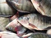 Harga Jual Ikan Nila di Kawali Ciamis Melejit Saat Kemarau Ikan-Nila.jpg
