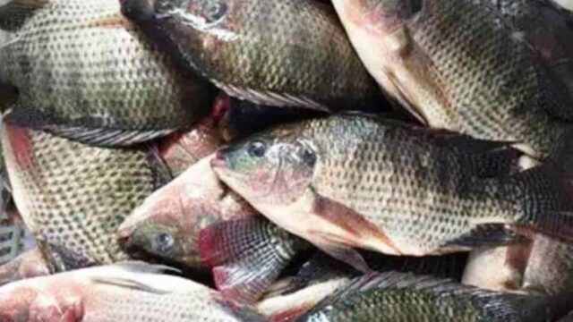 Ikan-Nila.jpg