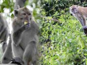 Lapar, Kawanan Monyet Turun dari Gunung Sawal Ciamis Kawanan-Monyet-Turun-dari-Gunung-Sawal-Ciamis.jpg