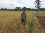 Petani Terdampak Musim Kemarau Bisa Minta Bantuan Air ke BPBD Kota Banjar Kekeringan.jpg