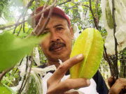 Panen Belimbing Madu di Kawasan Wisata Agro Kota Banjar, Petani Sumringah Panen-Belimbing-Madu.jpg