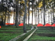 Pinus Camping Ground Darmacaang Ciamis, Sensasi Berkemah di Tengah Hutan Pinus-Camping-Ground-Darmacaang-Ciamis.jpg