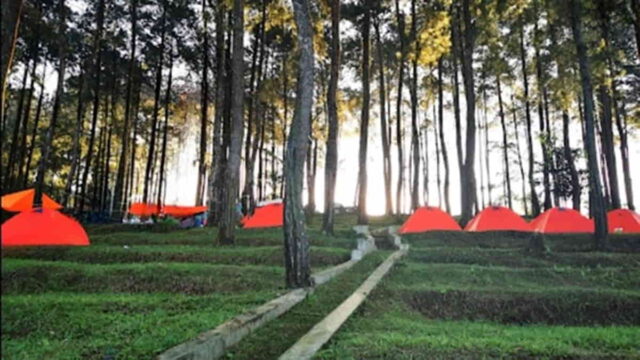 Pinus-Camping-Ground-Darmacaang-Ciamis.jpg