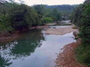 Debit Air Berkurang Akibat Kemarau, Desa di Pangandaran Ini Bakal Tanam Ribuan Pohon Picung Pohon-Picung.jpg