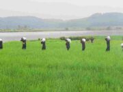 Cerita Rawa Onom Banjar dan Leluhur Penakluk Jin untuk Buka Lahan Rawa-Onom-Banjar.jpeg
