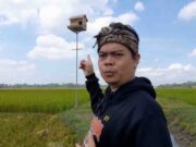 Komunitas Rumah Burung Hantu di Pangandaran Ajak Petani Kendalikan Hama Tikus Rumah-Burung-Hantu.jpg