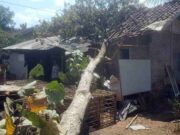 Rumah Milik Warga Cisaga Ciamis ini Rusak Akibat Tertimpa Pohon Rumah-Milik-Warga-Cisaga-Ciamis-ini-Rusak-Akibat-Tertimpa-Pohon.jpg