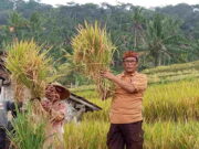 Turun ke Sawah, Ketua DPRD Ciamis Panen Padi MSP Bersama Petani di Patakaharja Turun-ke-Sawah-Ketua-DPRD-Ciamis-Panen-Padi-MSP-Bersama-Petani-di-Patakaharja.jpeg