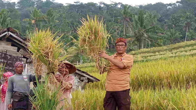 Turun-ke-Sawah-Ketua-DPRD-Ciamis-Panen-Padi-MSP-Bersama-Petani-di-Patakaharja.jpeg