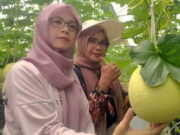Sensasi Wisata Petik Buah dari Pohon di Kota Banjar Kian Digemari Wisata-Petik-Buah.jpg