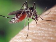 Kasus DBD di Ciamis Landai, Dinkes Imbau Warga Tetap Waspada kasus-DBD-dinkes.jpeg