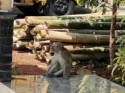 Kawanan Monyet Serbu Permukiman Bikin Warga Sirnajaya Ciamis Resah kawanan-monyet-sirnajaya.jpeg
