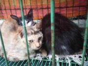 Heboh Belasan Kucing Mati Mendadak di Ciamis, Apa Penyebabnya? kucing-mati-mendadak.jpeg