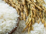Dampak El Nino Ancam Produksi Beras Indonesia Dampak-El-Nino-Ancam-Produksi-Beras-Indonesia.jpg