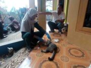 Disnakkan Ciamis Respon Cepat Datangi Seekor Kucing yang Sakit Disnakkan-Ciamis-Respon-Cepat-Datangi-Seekor-Kucing-yang-Sakit.jpg