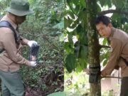 Antisipasi Macan Tutul Turun dari Gunung, BKSDA Ciamis Taburkan Kotoran Singa Gunung-Sawal.jpg