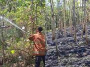Lahan Kebun Jati di Binangun Kota Banjar Terbakar, Diduga dari Puntung Rokok Kebakaran-Hutan.jpg