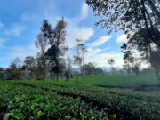 Perkebunan Teh Cisaruni Garut, Jejak Sejarah Ekspor Teh Hitam Zaman Belanda Perkebunan-Teh-Cisaruni-Garut.jpg