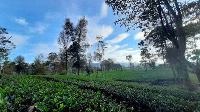 Perkebunan-Teh-Cisaruni-Garut.jpg