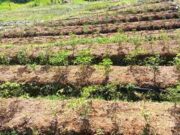Dampak Kemarau, Petani Cabai di Panawangan Ciamis Dipastikan Merugi Petani-Cabai.jpg