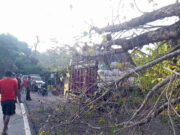 Petugas Gabungan Respon Keluhan Warga Banjar Terkait Pohon Lapuk yang Membahayakan Pohon-Lapuk-1.jpg