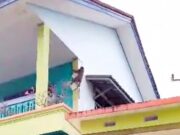 Seekor Monyet Masuk ke Sekolah di Ciamis, Anak-anak Histeris Seekor-Monyet-Masuk-ke-Sekolah-di-Ciamis.jpg