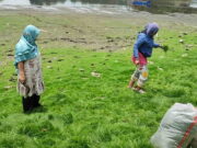 Situ Gede Tasikmalaya Surut, Rumput Hijau Tumbuh Subur Situ-Gede-Tasikmalaya-Surut.jpg