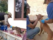 Kucing dan Anjing Peliharaan di Panawangan Ciamis Terima Vaksin Anti Rabies Gratis Suntik-Vaksin-Rabies.jpg