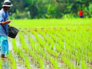 Tingkatkan Pendapatan Petani, Kementan Dorong Hilirisasi Pertanian Skala Rumah Tangga Tingkatkan-Pendapatan-Petani-Kementan-Dorong-Hilirisasi-Pertanian-Skala-Rumah-Tangga.jpg