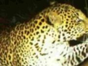 Macan Tutul Turun Gunung, Mangsa Anjing dan Ayam di Cikupa Ciamis macan-turun-gunung.jpeg