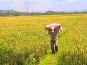 43 Hektare Sawah di Kota Banjar Gagal Panen Imbas Kemarau sawah-gagal-panen.jpeg