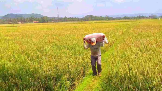 sawah-gagal-panen.jpeg