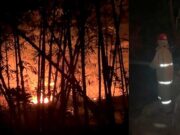 Hutan Bambu Seluas 2 Hektare di Panjalu Ciamis Terbakar Hutan-Bambu-Seluas-2-Hektare-di-Panjalu-Ciamis-Terbakar.jpg