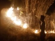 Kebun Bambu di Kota Banjar Terbakar, Lagi-lagi Penyebabnya Pembakaran Sampah Kebun-Bambu.jpg