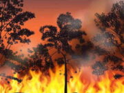 Kementerian LH Sebut, Ancaman Kebakaran Hutan dan Lahan Mencapai 6.659 Hot Spot Kementerian-LH-Sebut-Ancaman-Kebakaran-Hutan-dan-Lahan-Mencapai-6.659-Hot-Spot.jpg