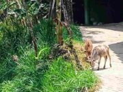 Kemarau Panjang, Ternak Sapi di Ciamis Kesulitan Pakan Pakan-ternak-sapi-kemarau.jpeg