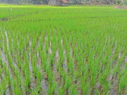 Petani di Desa Purwasari Ciamis Masih Bisa Tanam Padi Petani-di-Desa-Purwasari-Ciamis-Masih-Bisa-Tanam-Padi.jpeg