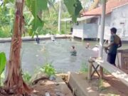 Polisi Gerebek Tempat Judi Sabung Ayam di Tasikmalaya, Belasan Orang Kocar-kacir Lompat ke Kolam Ikan Polisi-Gerebek-Tempat-Judi-Sabung-Ayam-di-Tasikmalaya.jpg